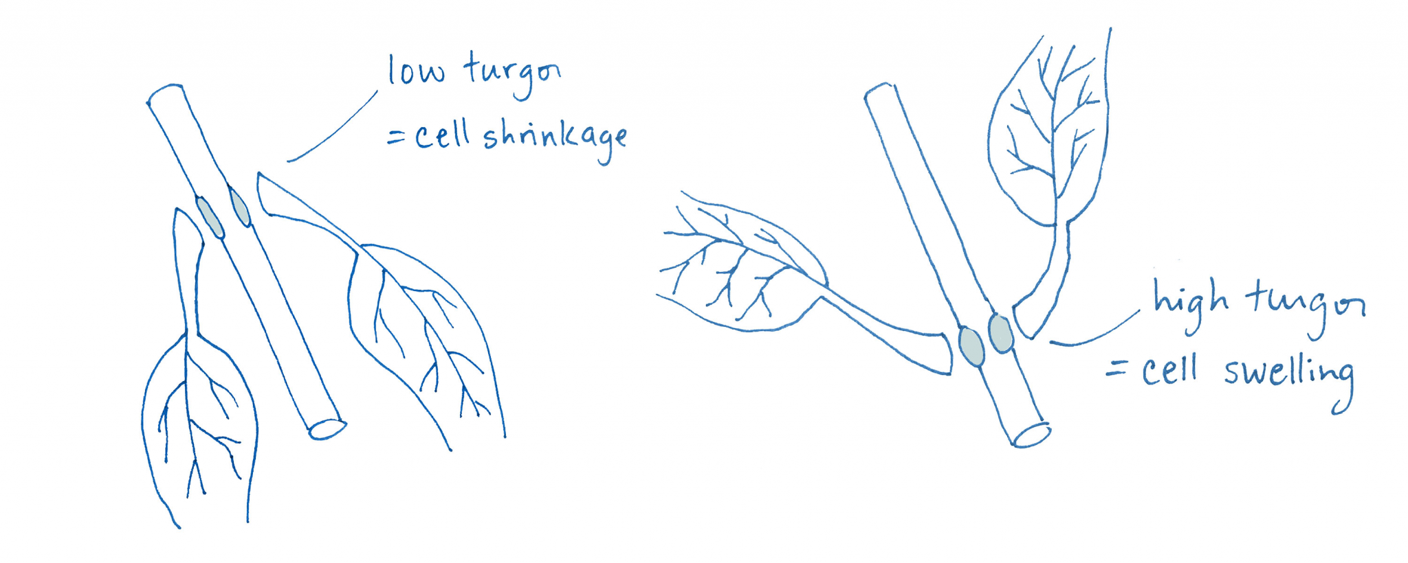 Why do Cannabis Plants Droop at Night? Vanessa Nielsen